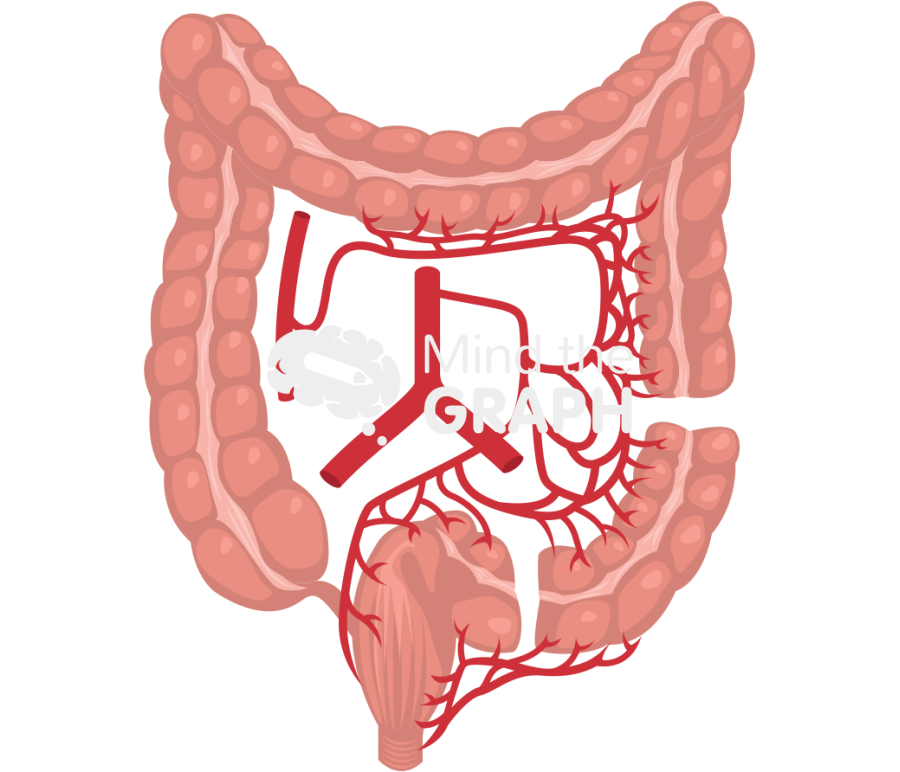 Rectal sigmoid vaginoplasty arteries Icons, Symbols, Pictures, and Images