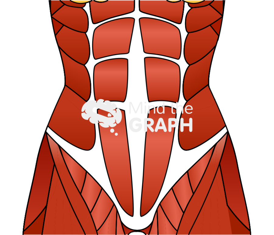 Rectus diastasis Icons, Symbols, Pictures, and Images