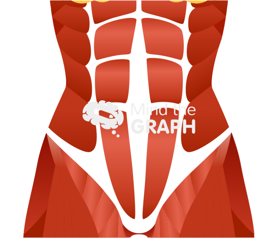 Rectus diastasis Icons, Symbols, Pictures, and Images