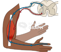 Reflex arc through spinal cord Icons, Symbols, Pictures, and Images