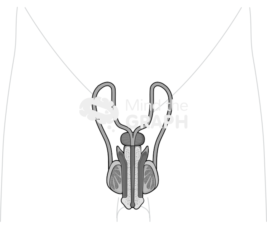 Reproductor system man body Icons, Symbols, Pictures, and Images