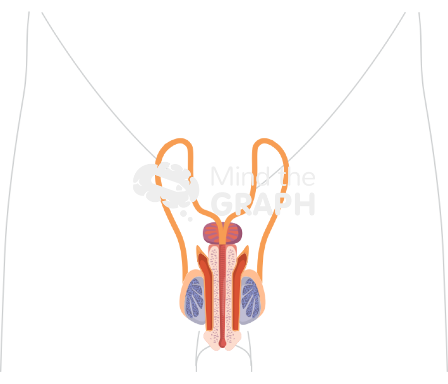 Reproductor system man body Icons, Symbols, Pictures, and Images