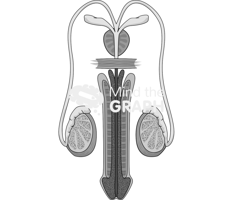 Reproductor system man penis testiculous Icons, Symbols, Pictures, and Images