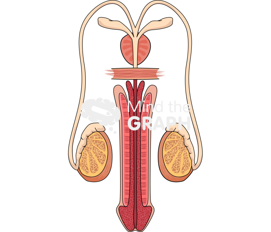 Reproductor system man penis testiculous Icons, Symbols, Pictures, and Images