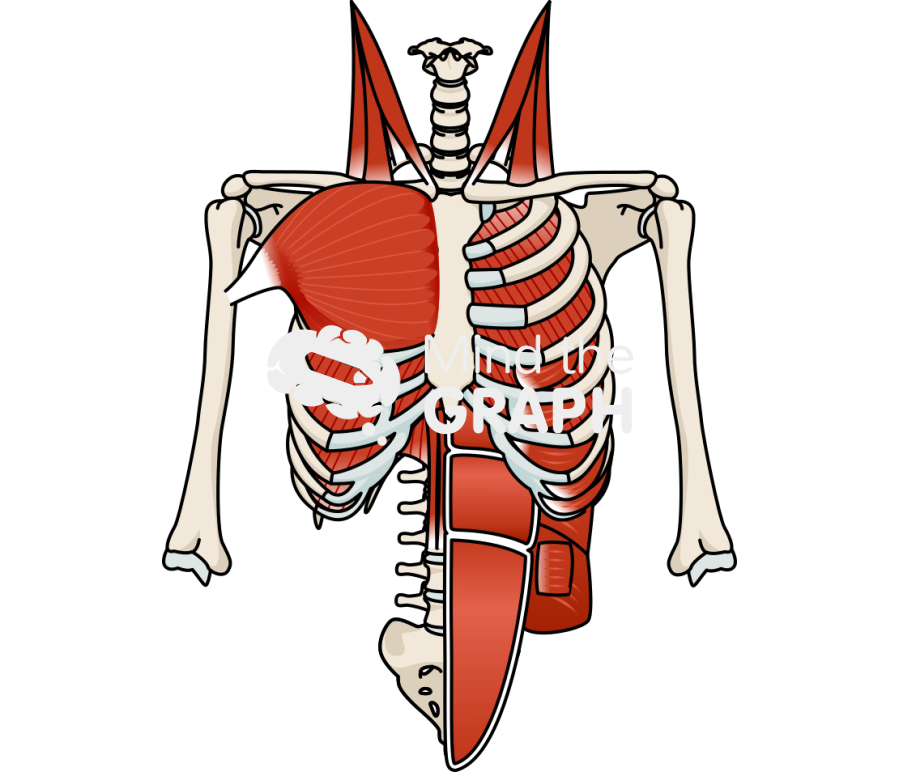 Respiratory muscles skeleton front Icons, Symbols, Pictures, and Images
