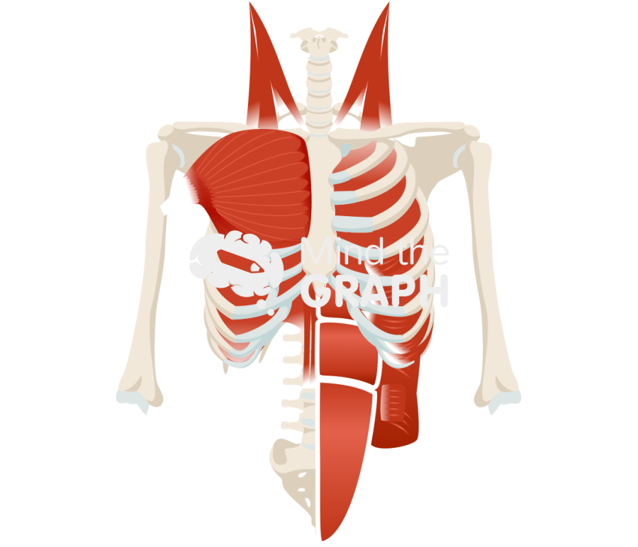 Respiratory muscles skeleton front Icons, Symbols, Pictures, and Images