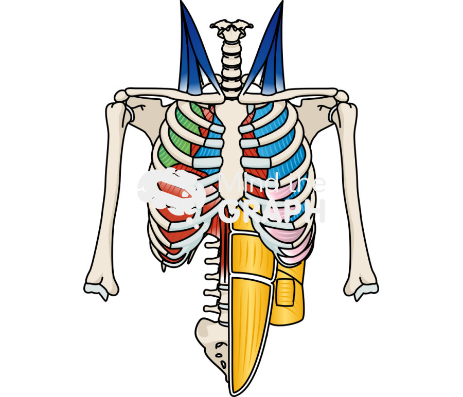Respiratory muscles skeleton front color coded Icons, Symbols, Pictures, and Images