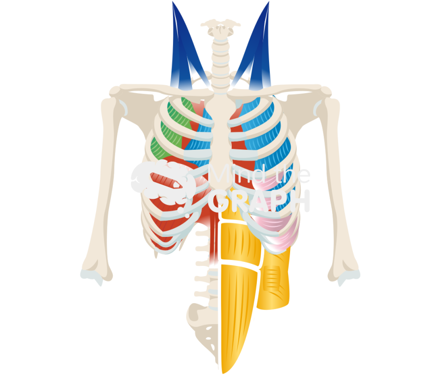 Respiratory muscles skeleton front color coded Icons, Symbols, Pictures, and Images