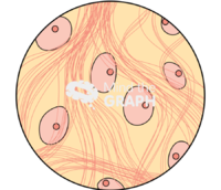 Reticular connective Icons, Symbols, Pictures, and Images