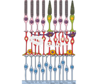 Retina composition Icons, Symbols, Pictures, and Images