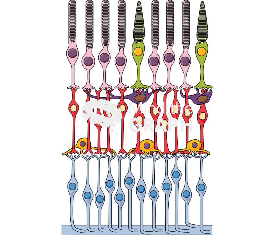 Retina composition Icons, Symbols, Pictures, and Images