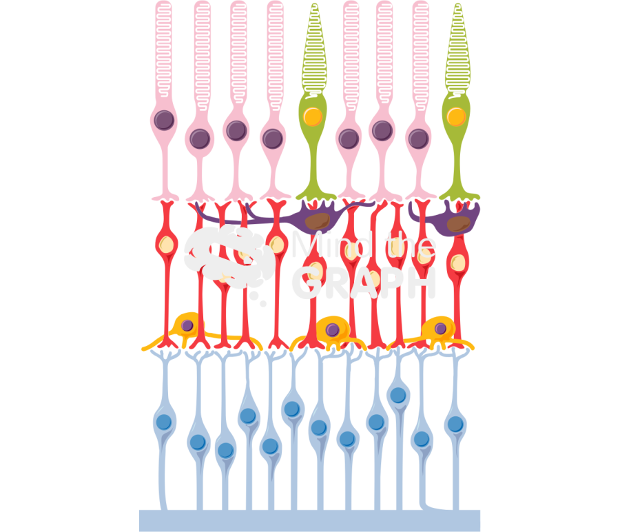 Retina composition Icons, Symbols, Pictures, and Images