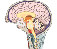 Retroclival hematoma brain Icons, Symbols, Pictures, and Images