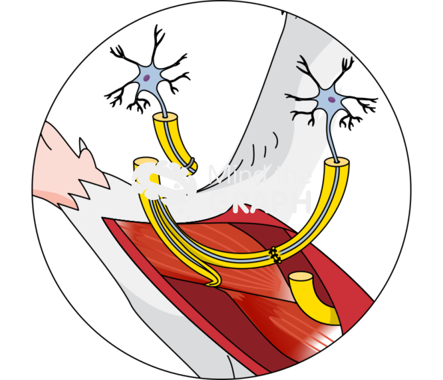 Retrograde median nerve regeneration arm rat zoom Icons, Symbols, Pictures, and Images