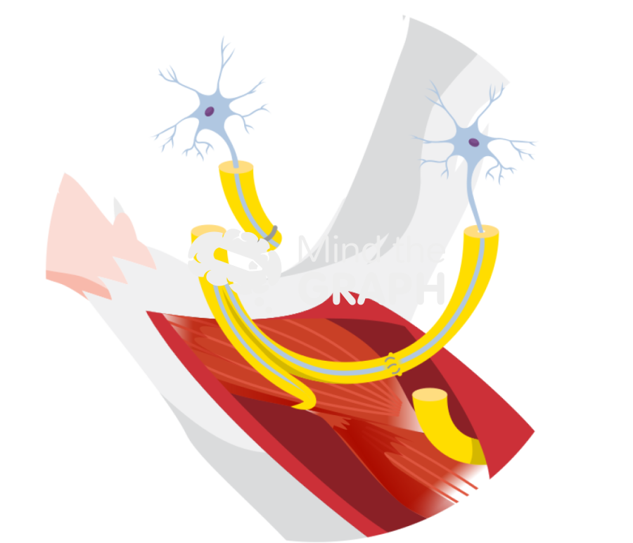 Retrograde median nerve regeneration arm rat zoom Icons, Symbols, Pictures, and Images