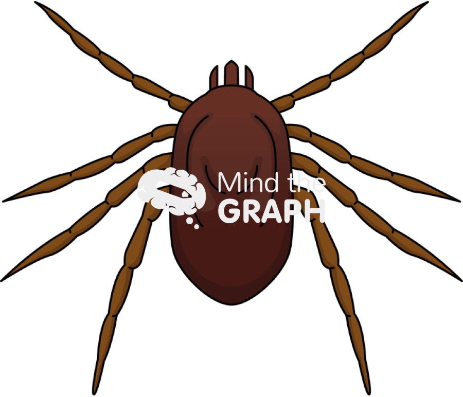 Rhipicephalus microplus cattle fever tick female Icons, Symbols, Pictures, and Images