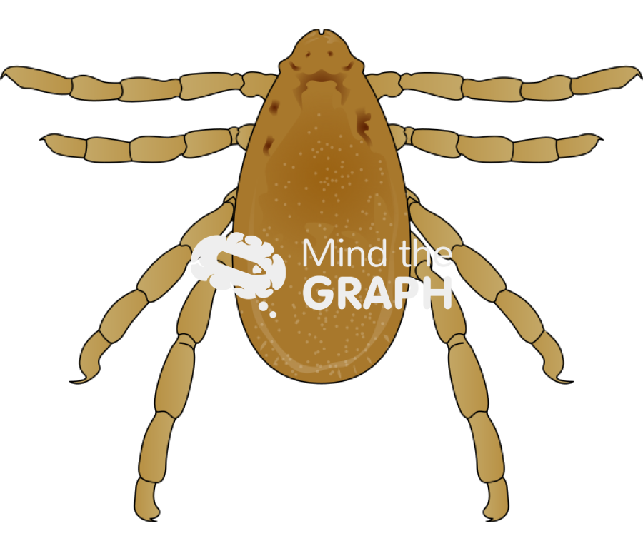 Rhipicephalus sanguineus brown dog tick male Icons, Symbols, Pictures, and Images