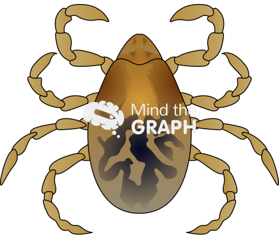 Rhipicephalus sanguineus brown dog tick nymph Icons, Symbols, Pictures, and Images