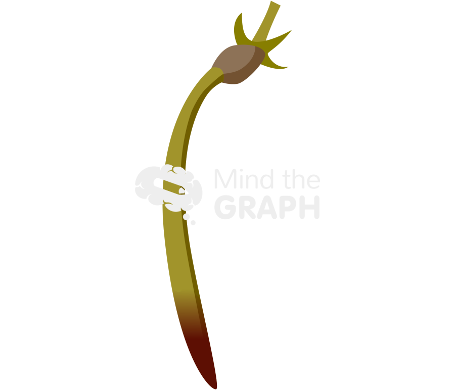 Rhizophora mangle 2 Icons, Symbols, Pictures, and Images