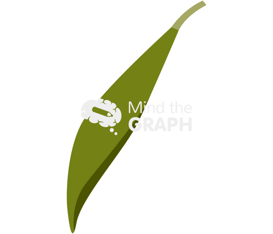 Rhizophora mangle leaf 1 Icons, Symbols, Pictures, and Images