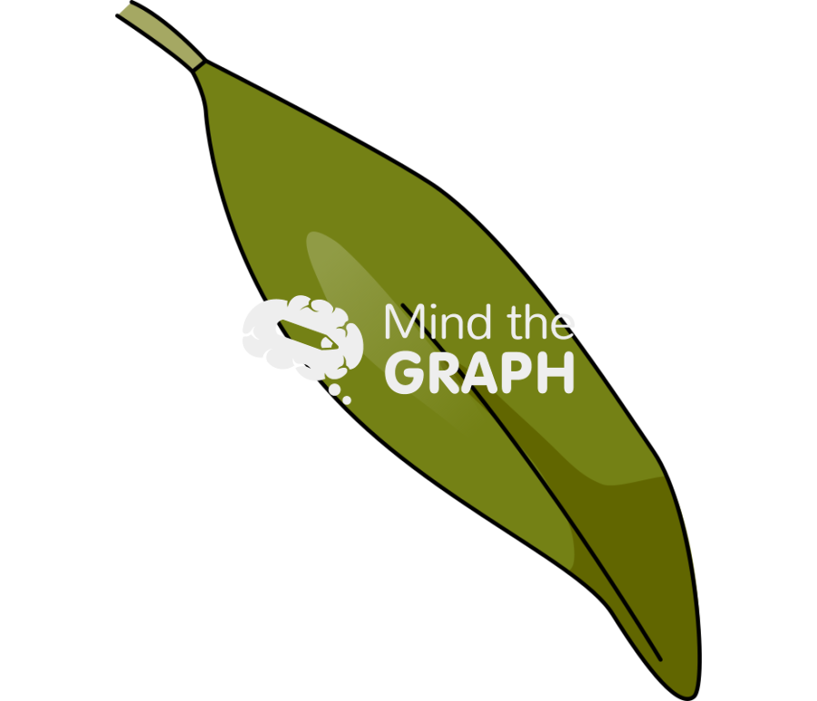 Rhizophora mangle leaf 2 Icons, Symbols, Pictures, and Images