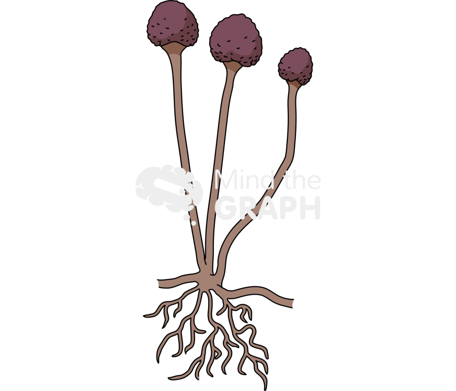 Rhizopu Icons, Symbols, Pictures, and Images