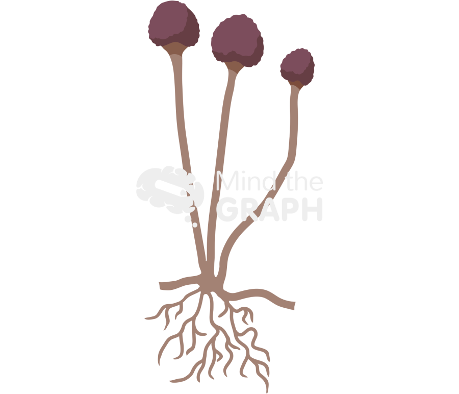 Rhizopu Icons, Symbols, Pictures, and Images