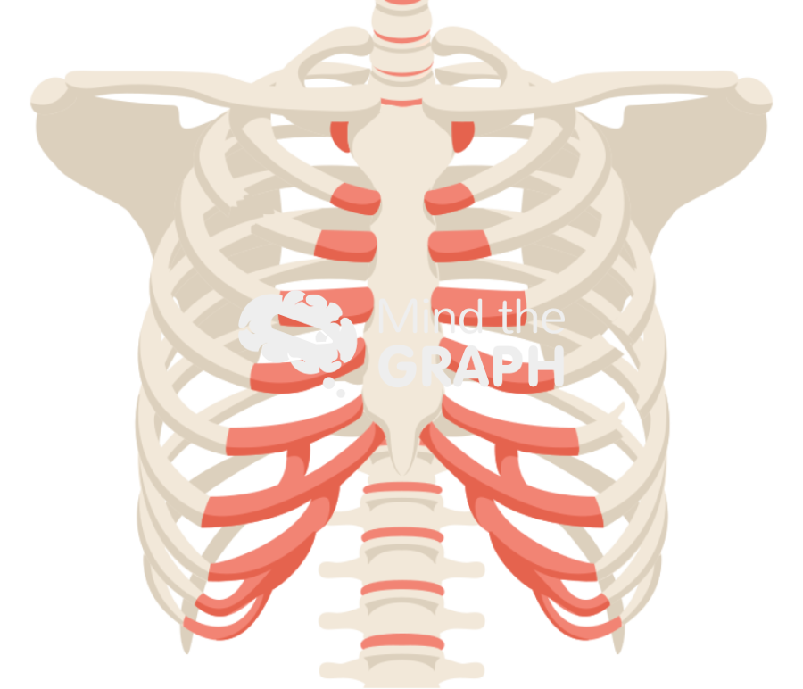 Rib fracture Icons, Symbols, Pictures, and Images