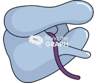 Ribosome polypeptide Icons, Symbols, Pictures, and Images