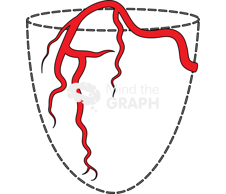 Right coronary artery in rao view Icons, Symbols, Pictures, and Images