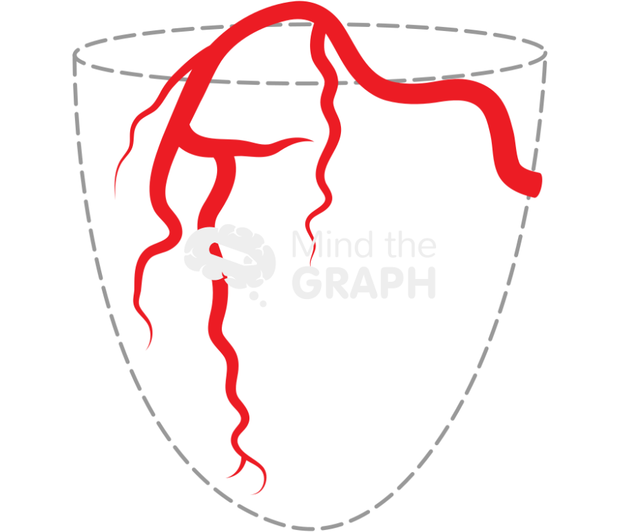 Right coronary artery in rao view Icons, Symbols, Pictures, and Images