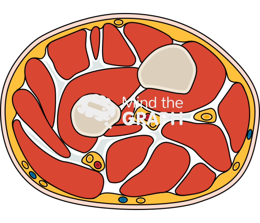 Right forearm cross section Icons, Symbols, Pictures, and Images