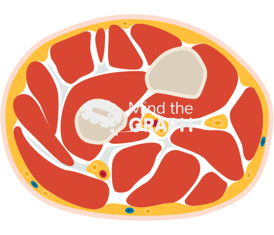 Right forearm cross section Icons, Symbols, Pictures, and Images