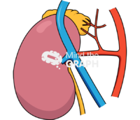 Right suprarenal artery rat - Edit and Customize Icons of Right suprarenal artery rat Right suprarenal artery rat Icons, Symbols, Pictures, and Images