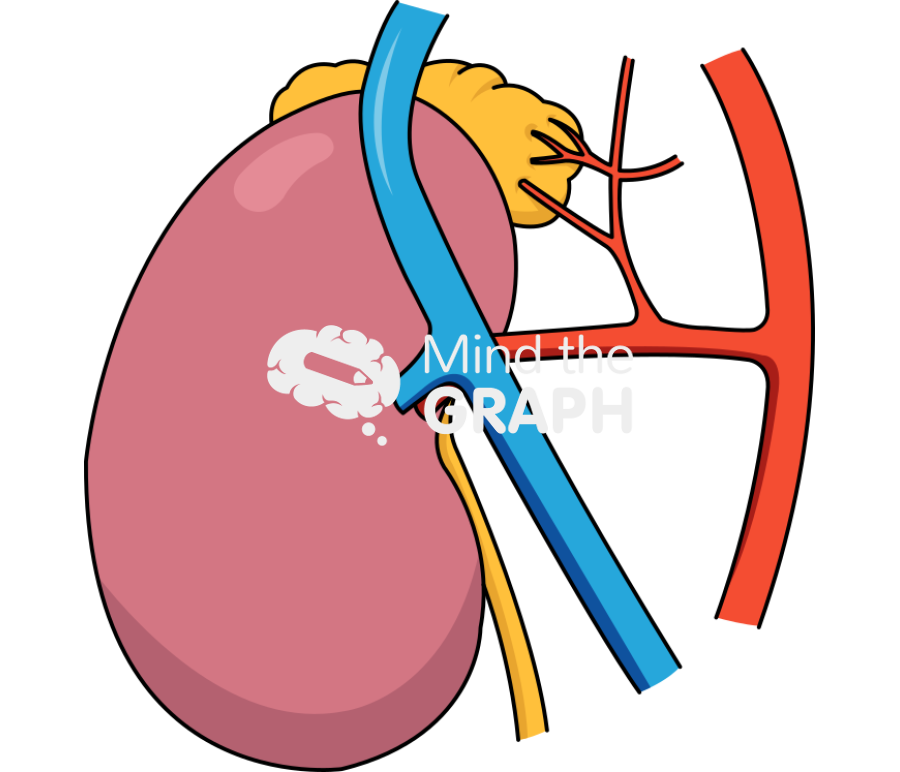 Right suprarenal artery rat Icons, Symbols, Pictures, and Images