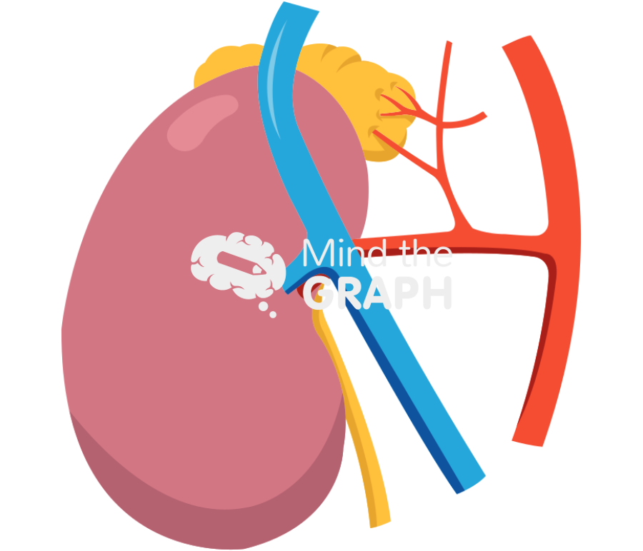 Right suprarenal artery rat Icons, Symbols, Pictures, and Images