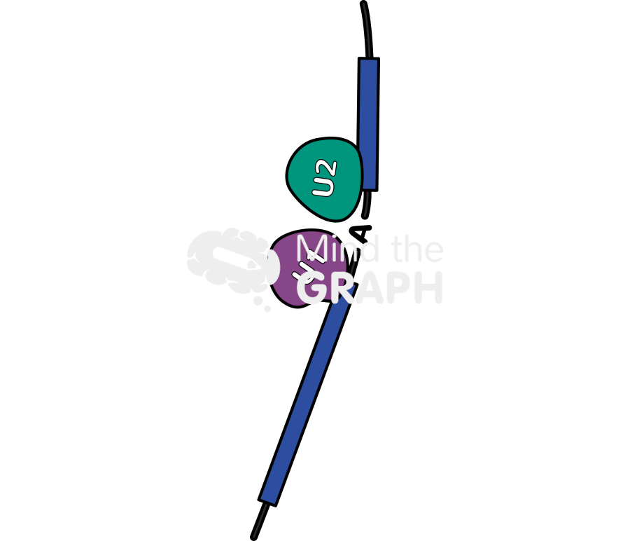 Rna splicing 5 Icons, Symbols, Pictures, and Images