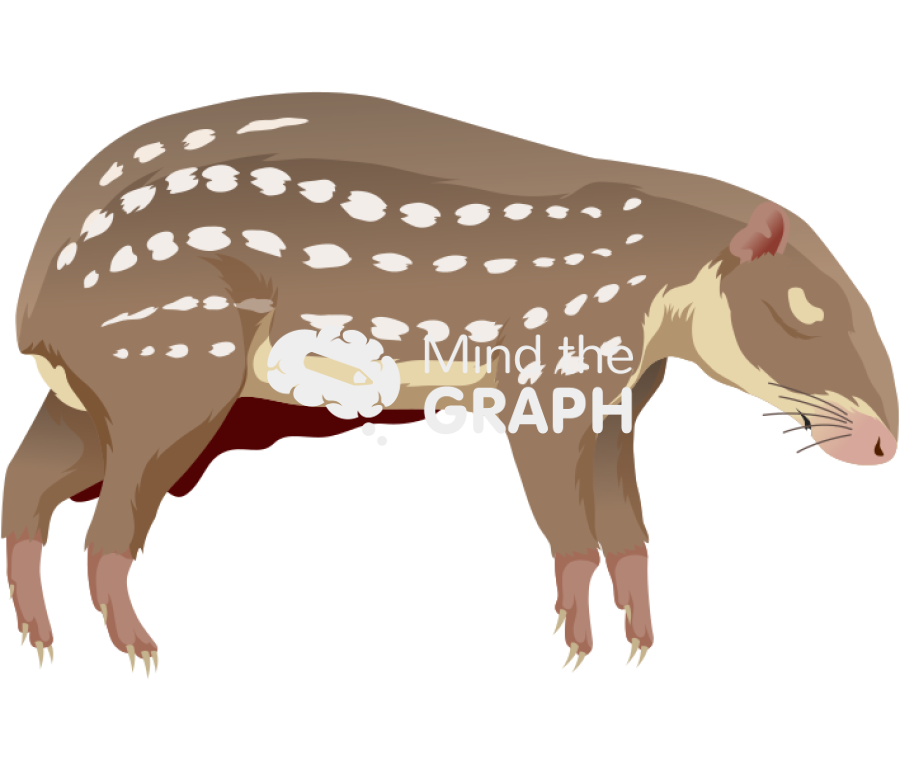 Roadkill lowland paca Icons, Symbols, Pictures, and Images