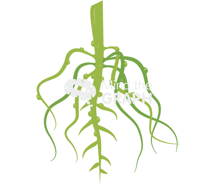 Root knot galls Icons, Symbols, Pictures, and Images