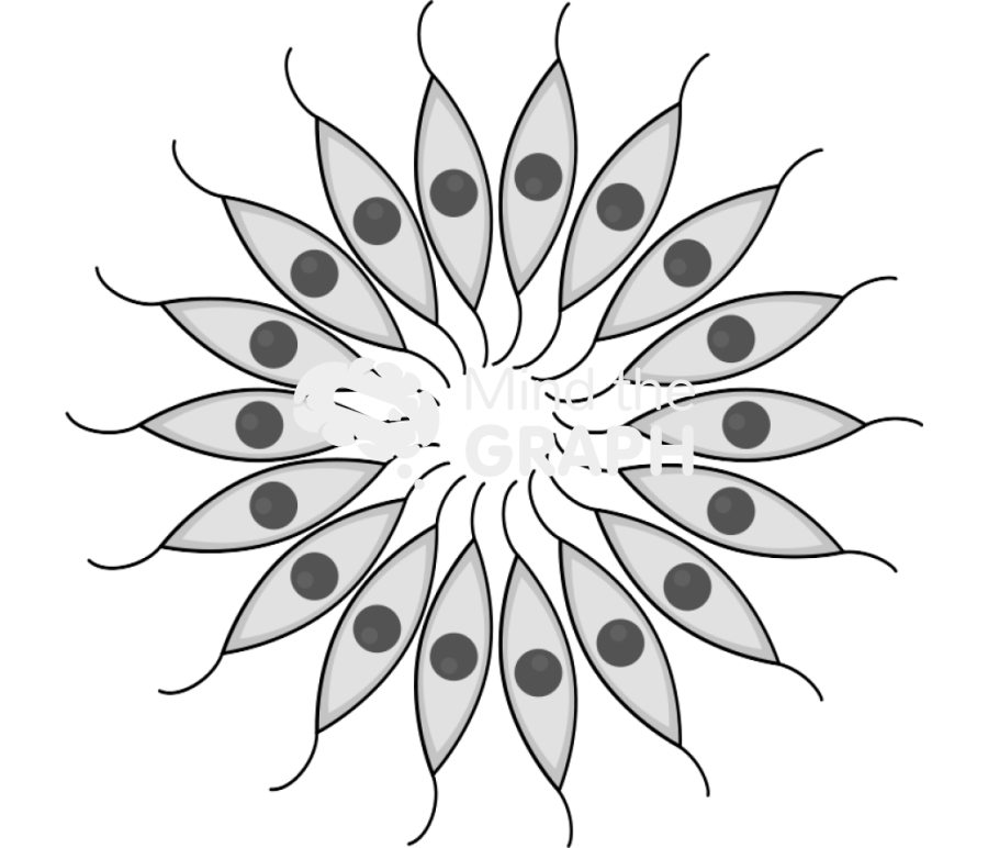 Rosette Icons, Symbols, Pictures, and Images