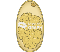 Ruminant strongyles eggs - Edit and Customize Icons of Ruminant strongyles eggs Ruminant strongyles eggs Icons, Symbols, Pictures, and Images