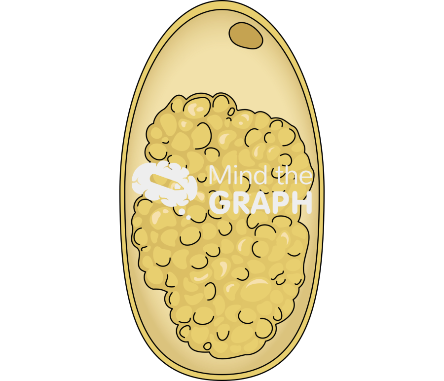 Ruminant strongyles eggs Icons, Symbols, Pictures, and Images