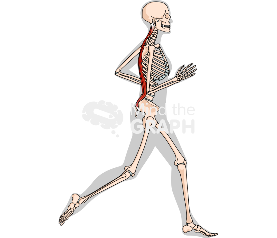 Running skeleton erect spinae lateral Icons, Symbols, Pictures, and Images