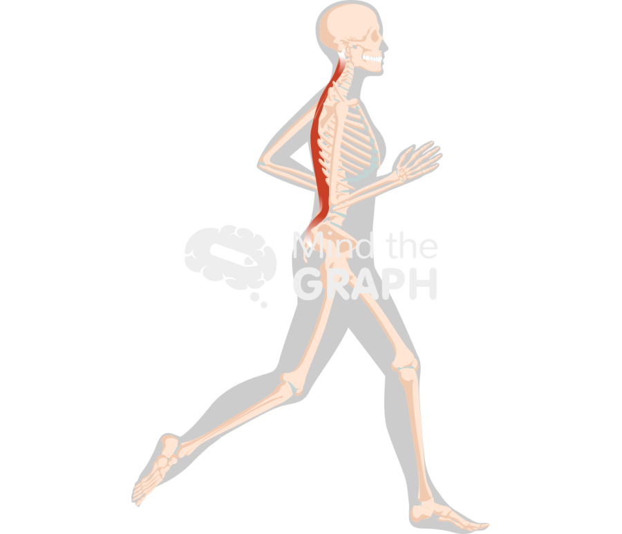 Running skeleton erect spinae lateral Icons, Symbols, Pictures, and Images