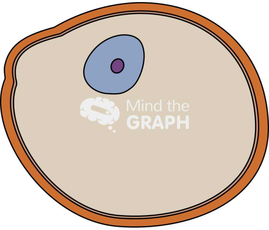 Saccharomyces cerevisiae cell blank Icons, Symbols, Pictures, and Images