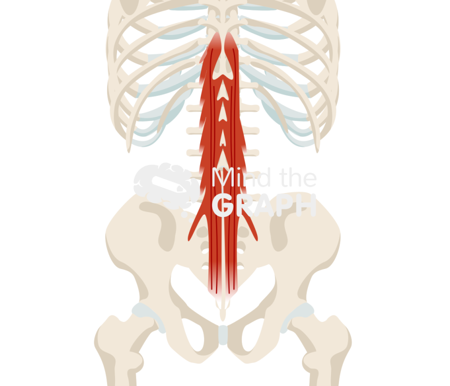 Sacral multifidus muscle Icons, Symbols, Pictures, and Images