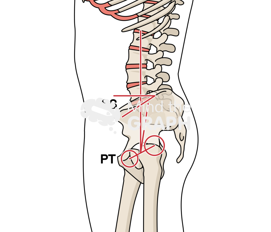Sacral slope pelvic tilt bone full Icons, Symbols, Pictures, and Images