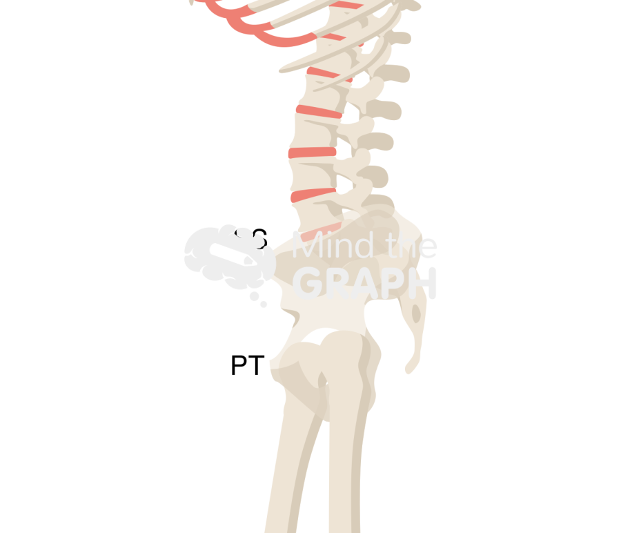 Sacral slope pelvic tilt bone full Icons, Symbols, Pictures, and Images