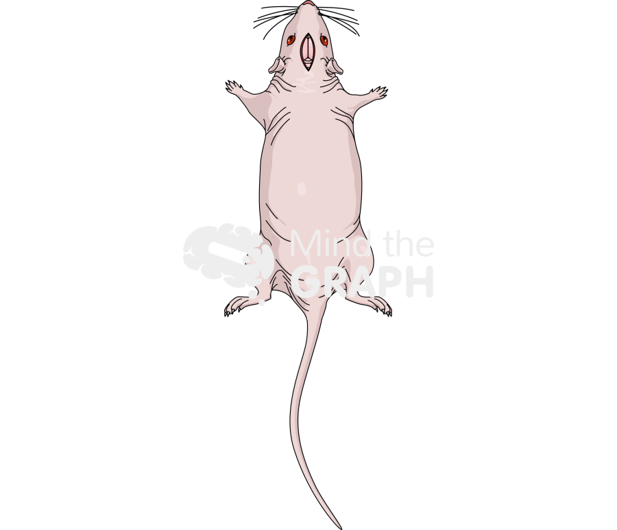 Sagittal incision mice head brain Icons, Symbols, Pictures, and Images