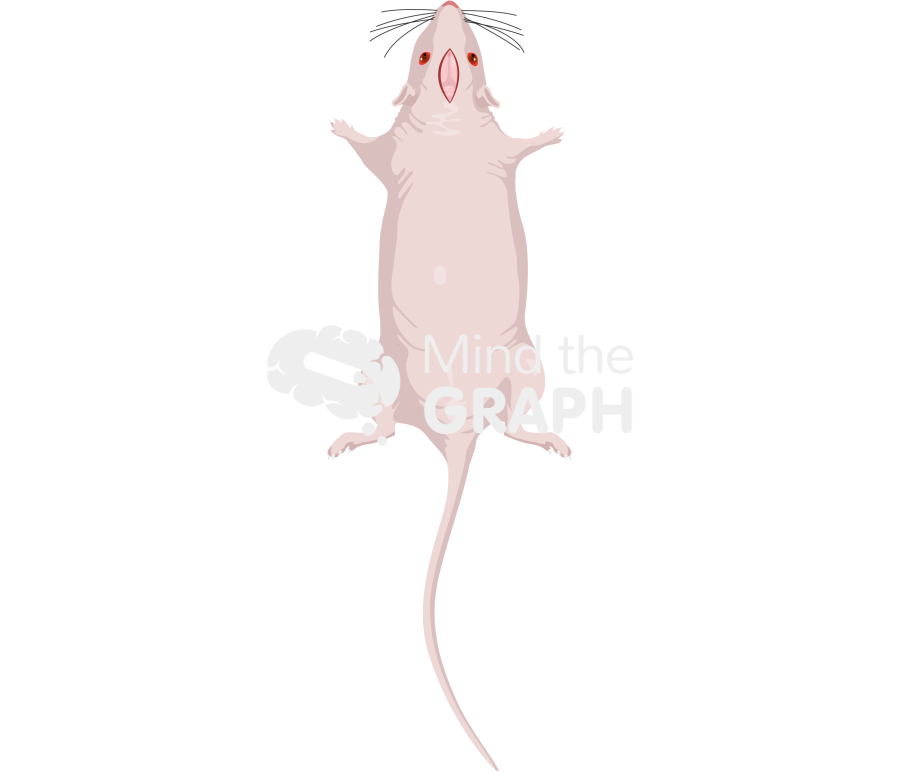 Sagittal incision mice head brain Icons, Symbols, Pictures, and Images